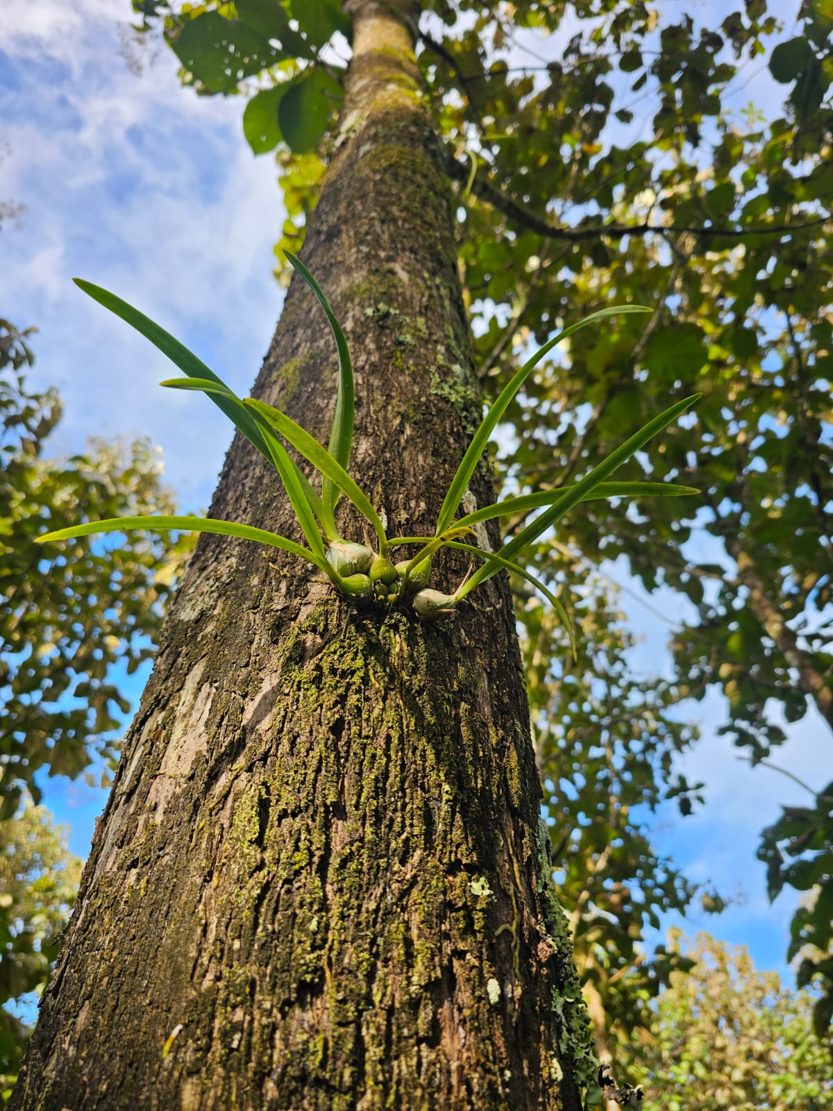 Plantaciones forestales EcoWood Panama
